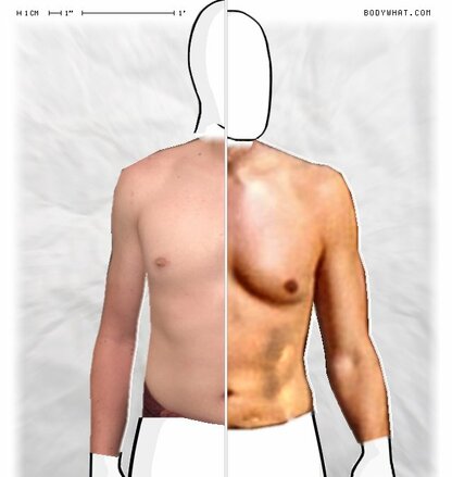 Torso Comparison