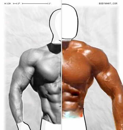 Torso Comparison