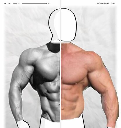 Torso Comparison