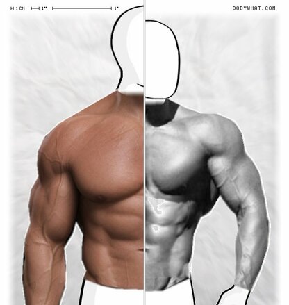 Frank Zane Vs Arnold Schwarzenegger Bodywhat