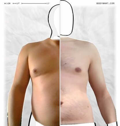 Torso Comparison
