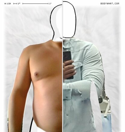 Torso Comparison