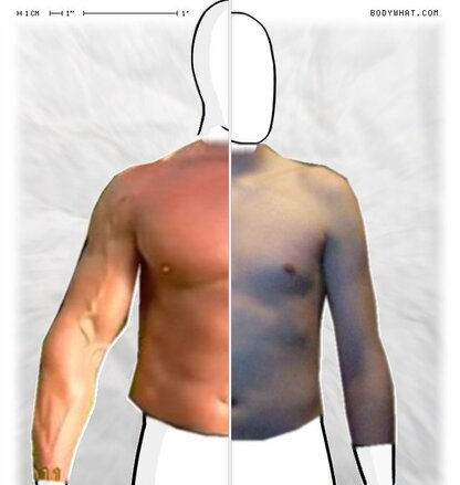 Torso Comparison