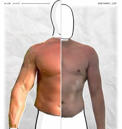 Torso Comparison