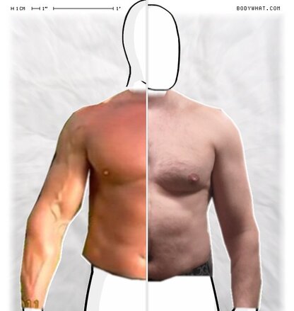 Torso Comparison
