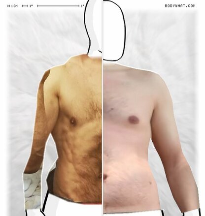 Torso Comparison