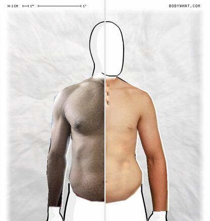 Torso Comparison