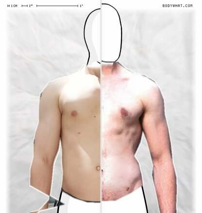 Torso Comparison