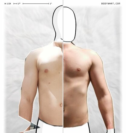 Torso Comparison