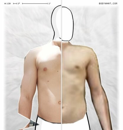 Torso Comparison