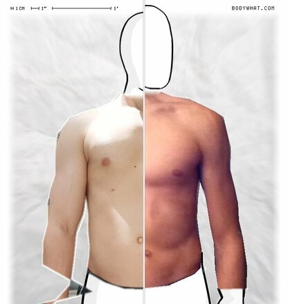 Torso Comparison
