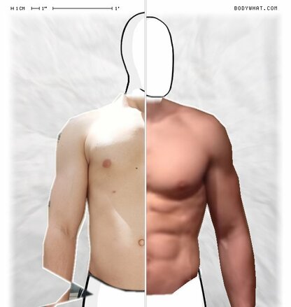 Torso Comparison