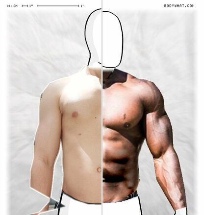 Torso Comparison