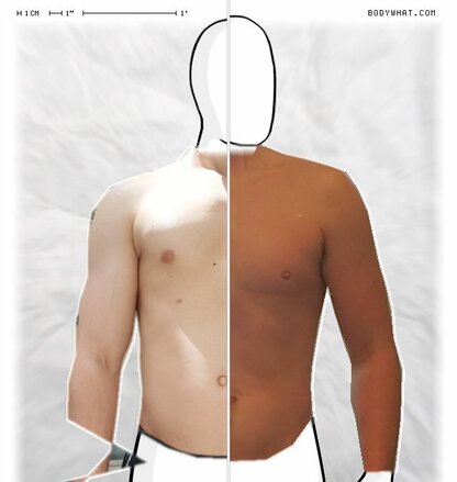 Torso Comparison
