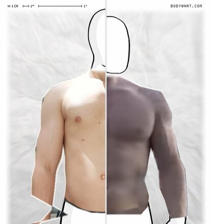 Torso Comparison