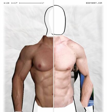 Torso Comparison