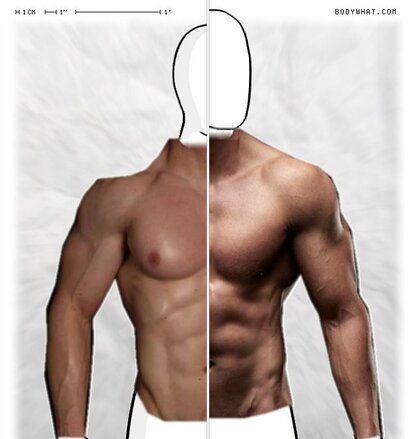 Torso Comparison