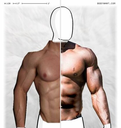 Torso Comparison