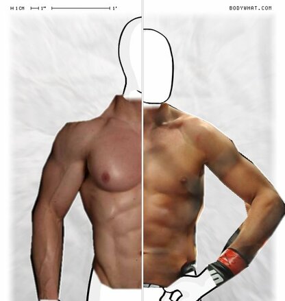 Torso Comparison