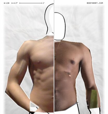 Torso Comparison