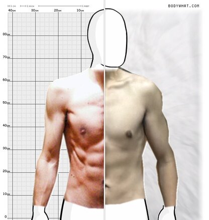 Torso Comparison
