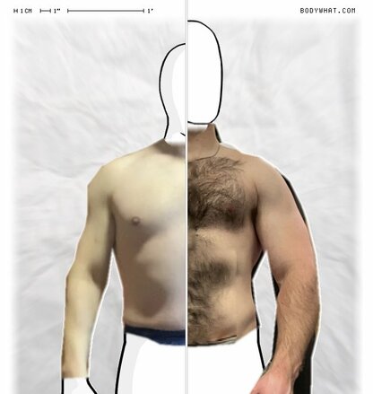 Torso Comparison