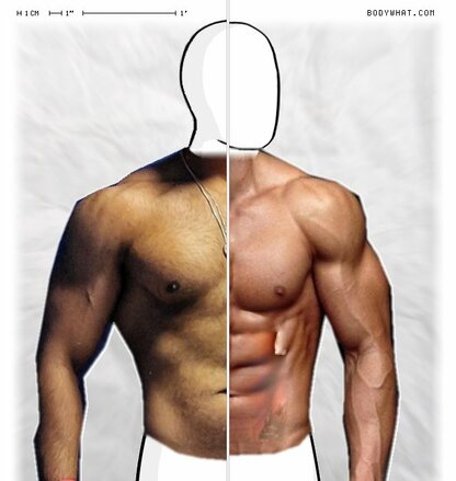 Torso Comparison