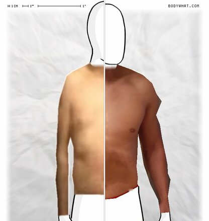 Torso Comparison