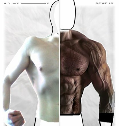 Torso Comparison