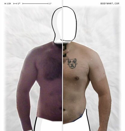 Torso Comparison