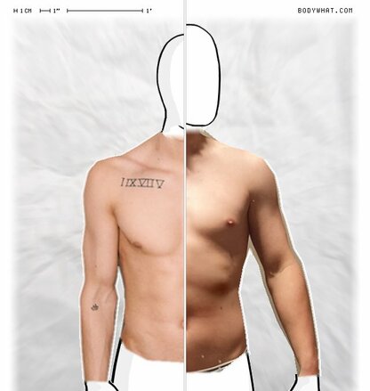 Torso Comparison