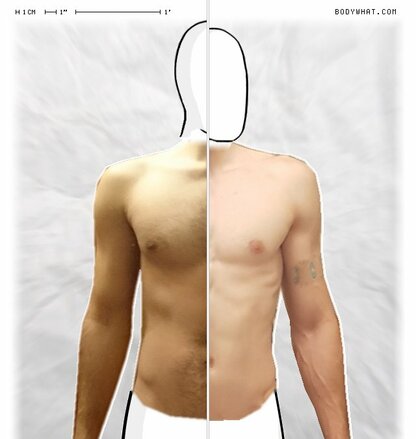 Torso Comparison