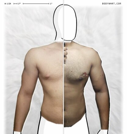 Torso Comparison
