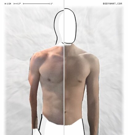 Torso Comparison