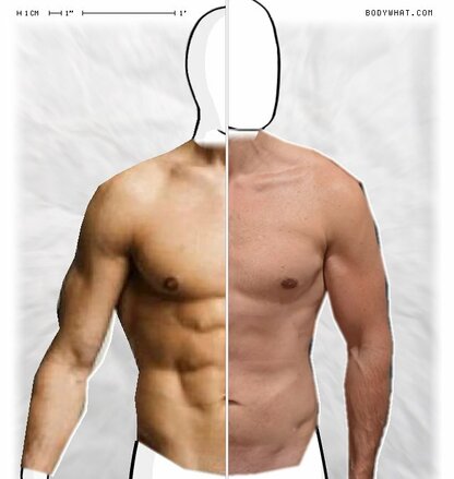 Torso Comparison