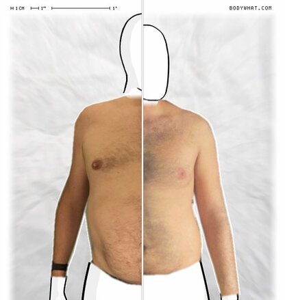 Torso Comparison