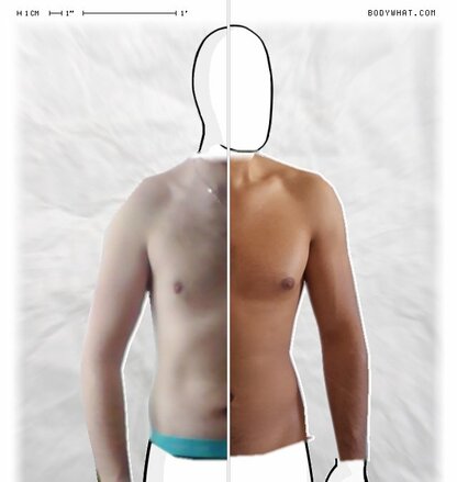 Torso Comparison