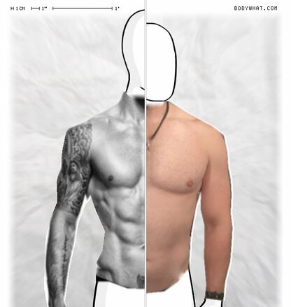 Torso Comparison