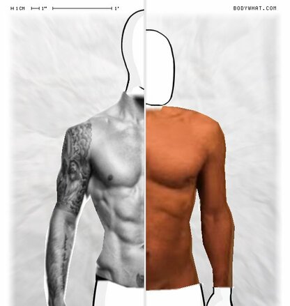 Torso Comparison