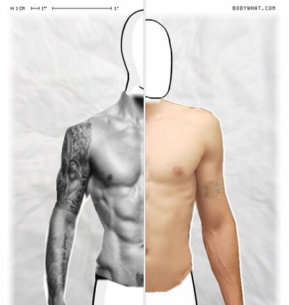 Torso Comparison