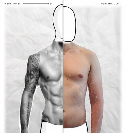 Torso Comparison