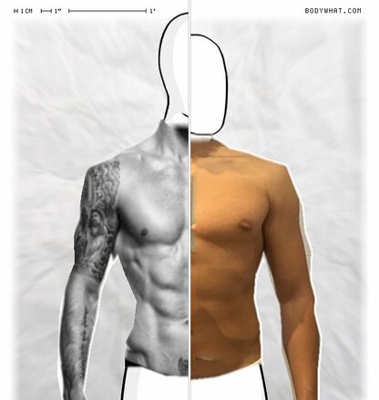 Torso Comparison