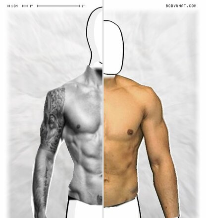 Torso Comparison