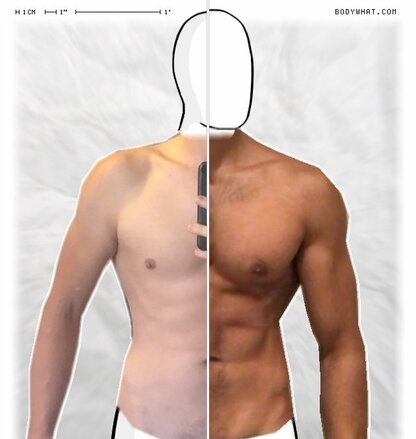 Torso Comparison