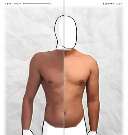 Torso Comparison