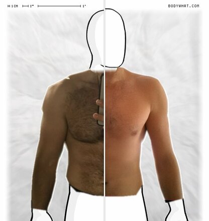 Torso Comparison
