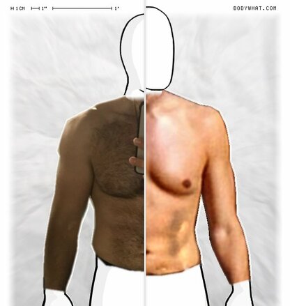 Torso Comparison