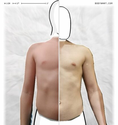Torso Comparison