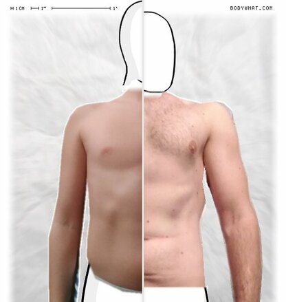 Torso Comparison