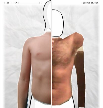 Torso Comparison